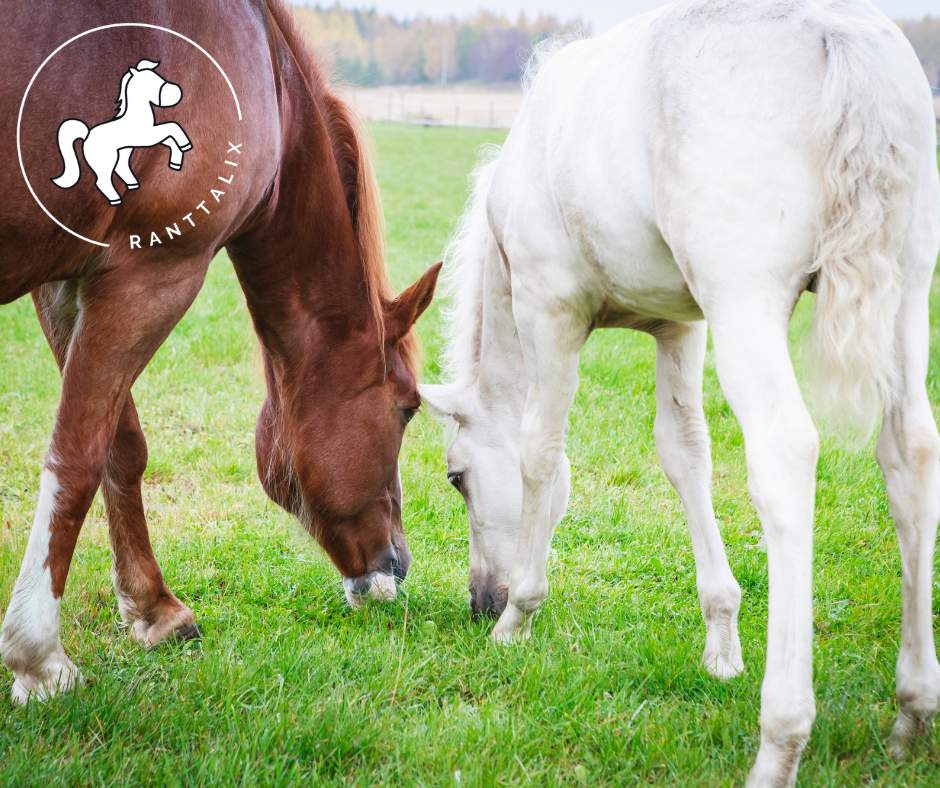 Laidunkausi ja kesälomat nurkan&nbsp;takana
